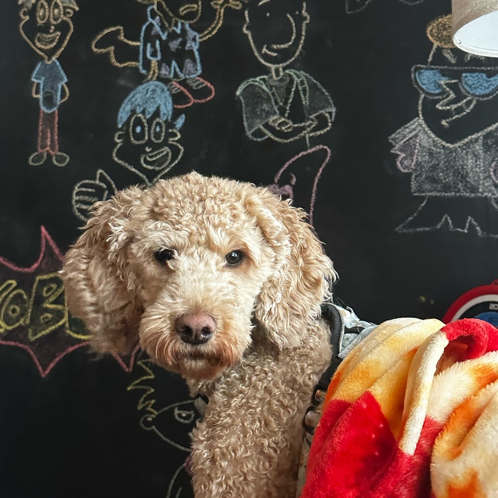 Meet your Posher, Dolly!💖💖